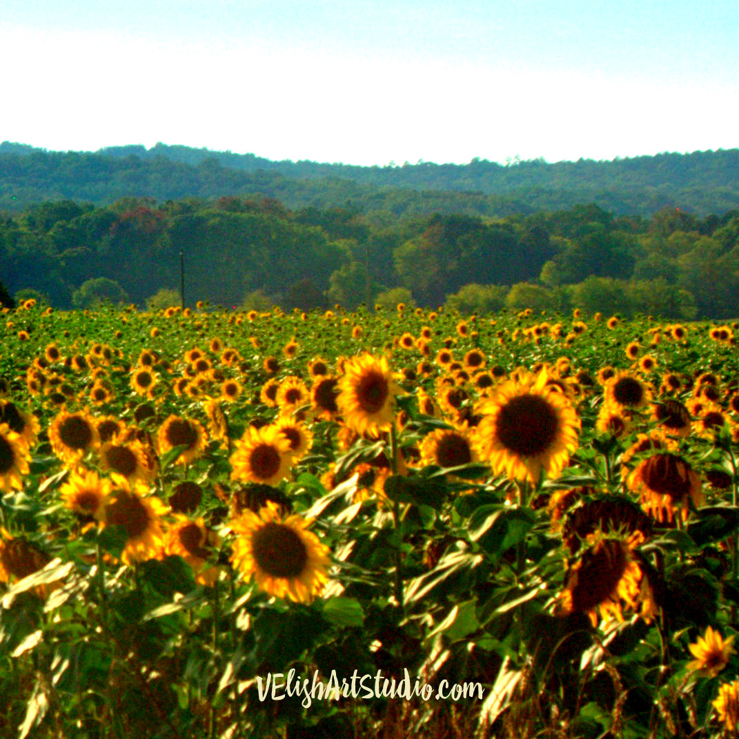 _IGP0081 crop 12x12 field with mountain with boost and logo