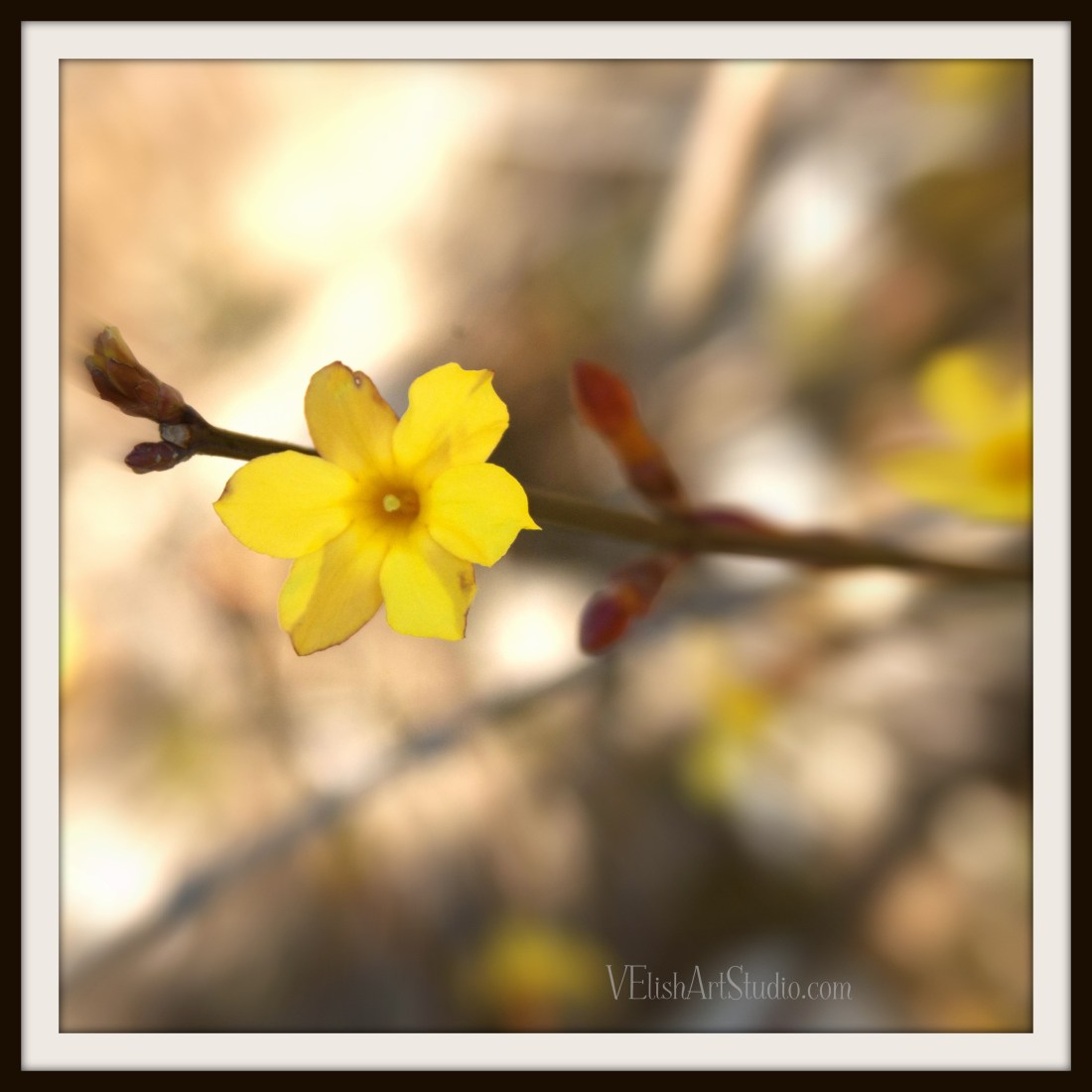 _IGP9016.JPG_15 12x12 single flower